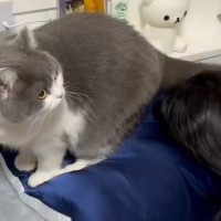 妹の部屋にいた猫→ベッドから降りるところを見ていたら…『まさかの出来事』が笑っちゃうと142万表示「罠で笑ったｗ」「かわいいｗ」