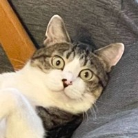 椅子の上で凄い姿勢でくつろいでいる猫……思わず笑っちゃう『まさかの状況』に1万7000いいね「宇宙と交信中かなｗ」「なんか幸せそう」