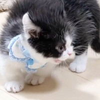 ふわっふわの子猫の『毛』が変化して……まるでハリネズミのようになった『まさかの光景』が可愛すぎると41万再生「笑った」「愛らしいね」
