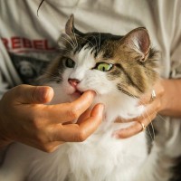 もしも愛猫の『歯磨き』をサボったら…猫の体に起こりうる5つの危険な問題