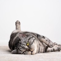 猫は舌打ちで発作を起こすことがある？特定の音に反応して起こる『FARS』という病気