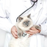 『動物病院が嫌いな猫』のストレスを減らす3つの対処法　通院に慣れるメリットも解説