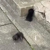 道端に捨てられていた2匹の子猫を保護した結果…1年間の記録と『現在の様子』に涙が止まらないと19万再生「大号泣」「めちゃめちゃ感動した」