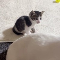 ご飯中のママ猫を不思議そうに見つめる子猫→ママが歩き出すと…思わず癒される『可愛い瞬間』が22万再生「なんて素敵な親子」「幸せな日常」