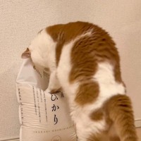 米不足解消のために？……お米の袋を前に猫が見せた『可愛すぎる行動』が64万再生「なぞるのが可愛くて笑った」「朝から爆笑してしまった」