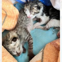 ひどく衰弱していた2匹の子猫を保護して１年…立派に成長した『現在の様子』に感動の声「すっかり変わった」「見つけてもらえて幸せだね」