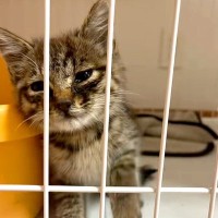 『倒れていた子猫』を保護→１週間後、元気になったので先住猫に会わせた結果…『素敵な展開』に「優しい先住猫さんで良かったね」「泣ける」