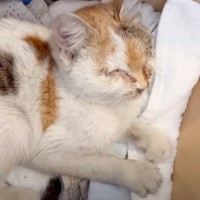 歩道に落ちたボロ雑巾かと思ったら……うずくまっていた猫との出会いと『3日間の記録』が12万再生「優しさと行動力に感動」「泣いてしまった」
