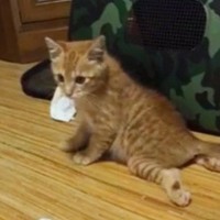 道路の真ん中に横たわっていた子猫を保護したら…成長の軌跡と『11年後の光景』に涙が出ると25万再生「とても感動した」「素敵な家族」