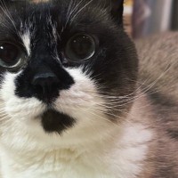 水飲み場のまえにいる猫→飲むのかなと見ていたら…予想外の『可愛すぎる行動』に2万8000いいね「涼んでいるのかな」「やるよねｗ」