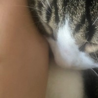 夜抜け出して海にでも行ってきた…？ふと猫の体を見た結果→『まさかのモノ』が取れた光景に5万いいね「えええ〜」「長年の疑問が解けた」