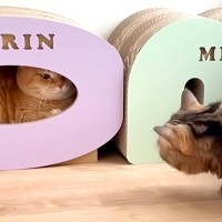 爆睡中の兄ネコに構ってほしい弟ネコ→しつこすぎて逃げられてしまい…ママに見せた『可愛すぎる行動』に「すごい癒された」「愛おしい」の声