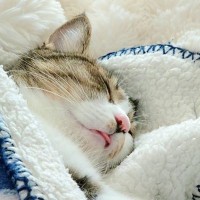 お布団にくるまって寝ている猫→『前足』を見てみたら…あまりにも『可愛すぎる瞬間』に1万いいねの反響「幸せな子だね」「いい夢見てそう」