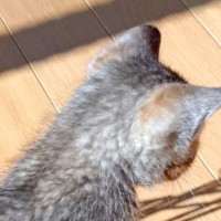 小さな子猫が真剣に見つめていたものとは……思わず笑みがこぼれる『可愛すぎる瞬間』に2万いいねの反響「ぱやぱや目立つね」「反則ですやん」