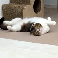 作業中のママにかまってほしい猫→場所やポーズを変えて…あまりにも可愛い『アピール』に悶絶の声「抱きしめたい」「かわいい奥義連発」