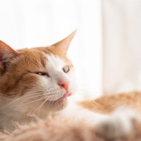 愛猫が『なでられた直後に毛づくろいをする』4つの理由　嫌がっているワケじゃないかも
