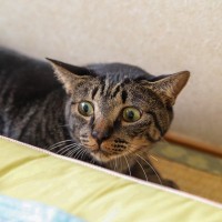 猫が『追われると逃げてしまう』ときの気持ち4選　どうしても捕まえたいときの対処法も