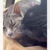 『ひとりぼっちで山に捨てられていた猫』の現在……優しさいっぱいの光景が泣けると1万7000いいね「なんて素敵」「幸せを感じる」