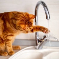 猫が『蛇口から流れる水』が大好きな3つの理由　溜めた水と何が違うの？