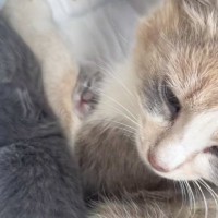 山に置き去りにされていた『必死に我が子を守る母猫』→連れて帰ろうとしたら…「泣けて仕方がない」「母が健気で涙が出た」と217万再生