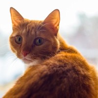 猫が『ごめんなさい』と謝っているときのサイン3選　どんなときに見られることが多いかも解説