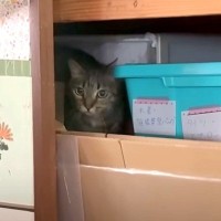 押し入れを探検中の猫→ママが『名前を呼んで声をかけた』結果…『まるで人間の親子のようなやりとり』に「言葉を完全に理解してる」「賢い」