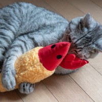 猫にとって『ぬいぐるみ』はどんな存在？考えられる5つの気持ち　友達だと思っている？