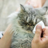猫の目の周りが汚れる『涙やけ』をキレイにするには？試したい4つのお手入れ方法