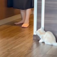 待ち伏せする子猫→ママが近づいてくると……思わず笑っちゃう『可愛すぎる瞬間』が208万再生「ちゃんと見計らってるｗ」「天使だ」