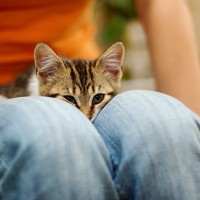 愛猫があなたの『ひざに乗りたくなる』ときの心理3選　ひざ乗り猫になってもらうための飼い主さんの心得も