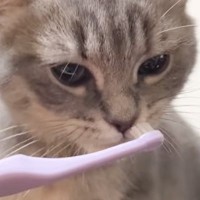 初めて嗅ぐ『自分の口臭』に……子猫が見せた『可愛すぎるリアクション』が509万再生「目がガチになるのおもろいｗ」「衝撃的だったんだねｗ」