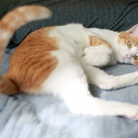 猫が『しっぽを振っている』ときの意味4選　振り方によっていい意味にも悪い意味にもなる？