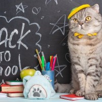 16年間小学校に通い、みんなの心をつかんだ野良猫　その姿は壁画になって校舎に残る　米国