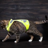 「小さな警察官」は、世界中にファンをもつ人気猫！実際に仲間猫を助けた経験も　オランダ