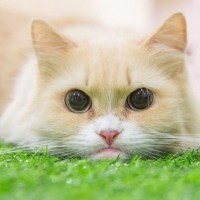 淡い色味が美しい『クリーム色の猫種』5選　この被毛の色が珍しいと言われる理由も