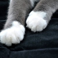 愛らしい『靴下猫』の魅力2選！どうしてみんな白ソックスを履いているの？