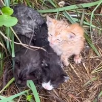 台風が接近していた日、『用水路沿いに4匹の子猫がいる』と通報がきて…急いで向かった結果→思わず涙がでる光景に「本当に良かった」「ありがとう」