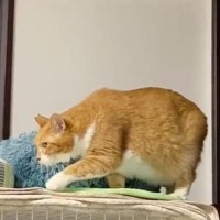 動きが遅すぎる猫→心配になり病院へ向かった結果…獣医から告げられた『衝撃の診断結果』が54万再生「できる子やんｗｗ」「吹いてしまった」