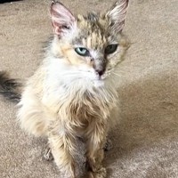 餓死寸前、ガリガリの野良猫を保護して3年……涙する人が続出の『現在』が125万再生「大事なのは愛情だね」「本当に凄くて感動した」