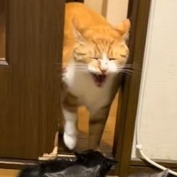 先輩猫とドアの前でバッタリ遭遇して…3匹の子猫が見せた『まさかの反応』が可愛すぎると20万再生「3匹同時なのたまらん」「めっちゃ笑った」
