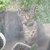 『子猫を託して消えた母猫』→家族に迎えて数か月後……まさかの光景と『親子の現在』に涙する人が続出「泣けてきます」「感無量」