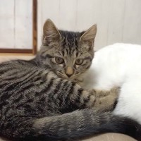 最初は威嚇していた保護子猫のきょうだい→先住猫たちに近づいて…あまりにも尊い『まさかの変化』に「甘え上手」「猫肌恋しいのかな」と反響