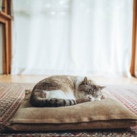 猫からあなたへの信頼度は『眠る位置』でもわかる！5つの場所別に猫の気持ちを解説