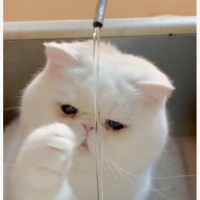 流れ落ちる水を狙う猫→思いっきりパンチを繰り出すと…思わず笑っちゃう『まさかの光景』が253万再生「可愛すぎるｗ」「防水猫ｗ」