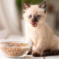 愛猫の健康を守る『キャットフードの選び方』3選　体に合っているかどうかを見極める方法も