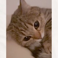 クッションの上でくつろぐ猫→おててを見てみると…反則級に可愛い『まさかのポーズ』に64万いいね「触りたくなるね」「あまりにもあざとい」