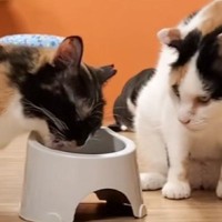 同居猫に『自分のご飯』を奪われてしまった猫……予想外の行動をとる様子に「きっと性格が優しいんだね」「かわいい～」と3万再生の反響