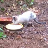 外にいた『2本足の猫』を保護→病院に行くと、獣医さんも驚きで…判明した事実と立派に成長した様子が141万再生「奇跡の猫」「泣ける」＜海外＞