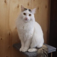 泳ぐ猫『ターキッシュバン』！特徴や性格、歴史をご紹介　なぜ水を嫌がらないの？