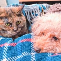 犬のことをガン見する1歳の猫→『7年後の2匹の様子』を見てみると…まさかのビフォーアフターに2万いいね「情熱的な視線」「めっちゃ見てるｗ」